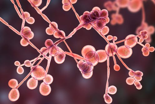 Candida overgrowth cells - Candida is a fungus that helps keep our bodies running efficiently - but sometimes overgrowth can occur, which can lead to an infection called candidiasis.